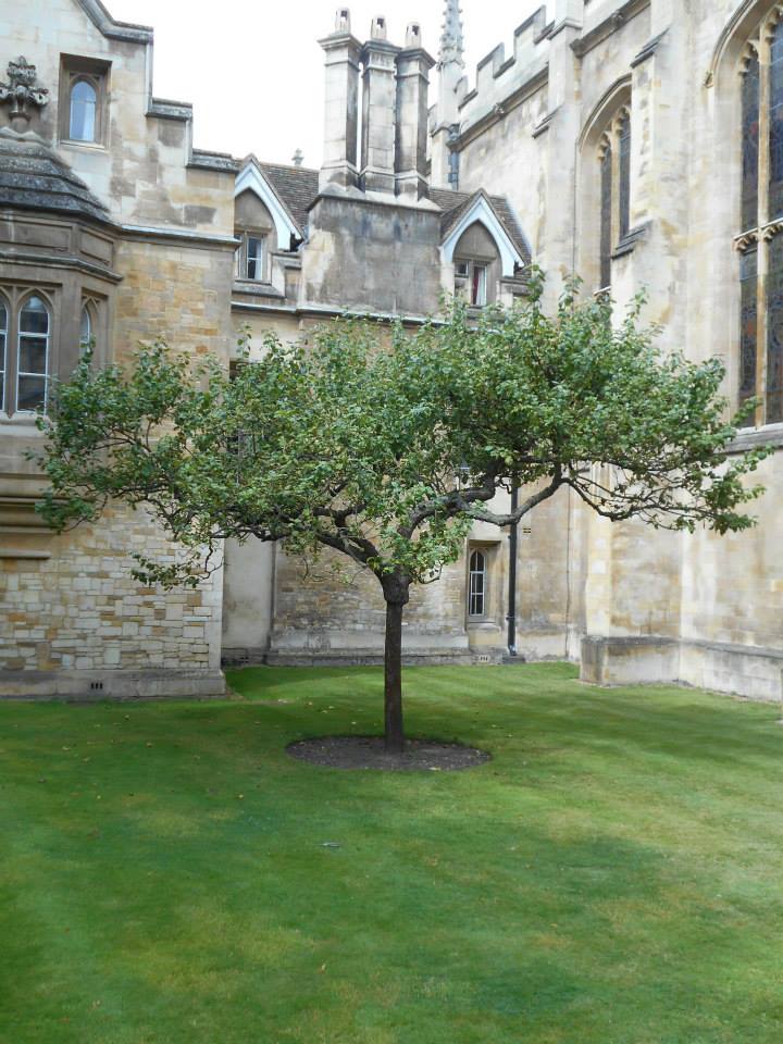 1666SaplingOfNewtonAppleTree