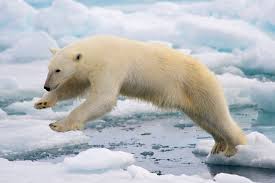 WSTPolarBear