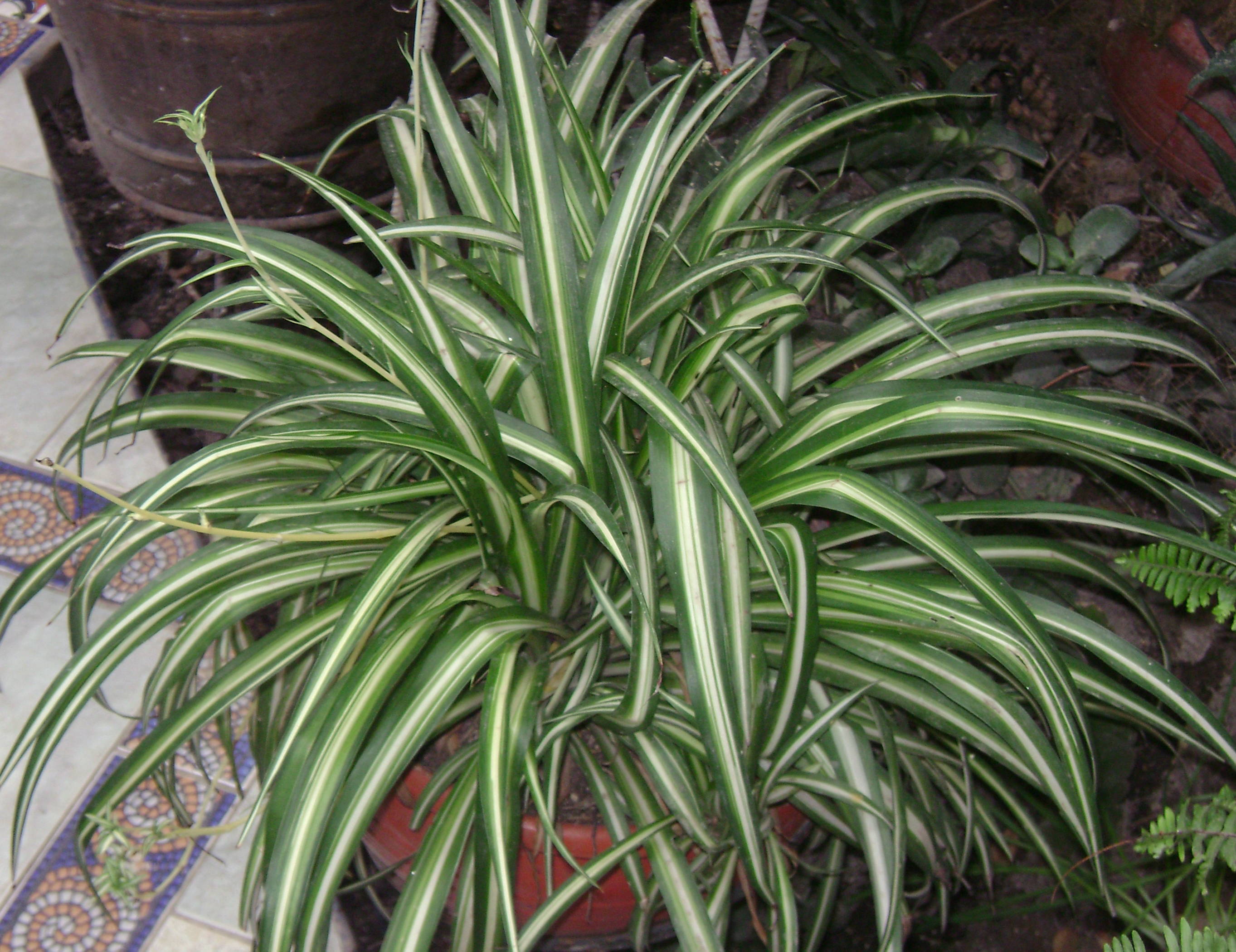 ArticlesSpiderPlant