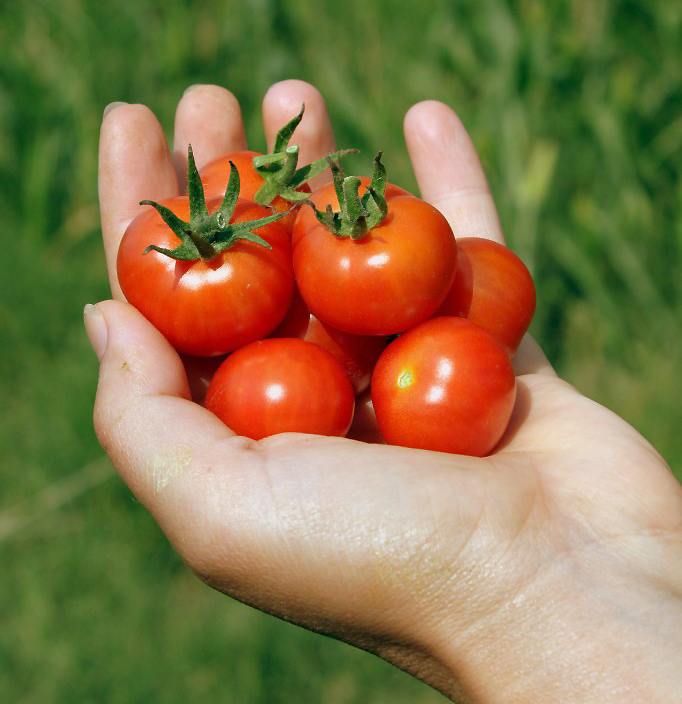 ArticlesHandheldCherryTomatoes.jpg