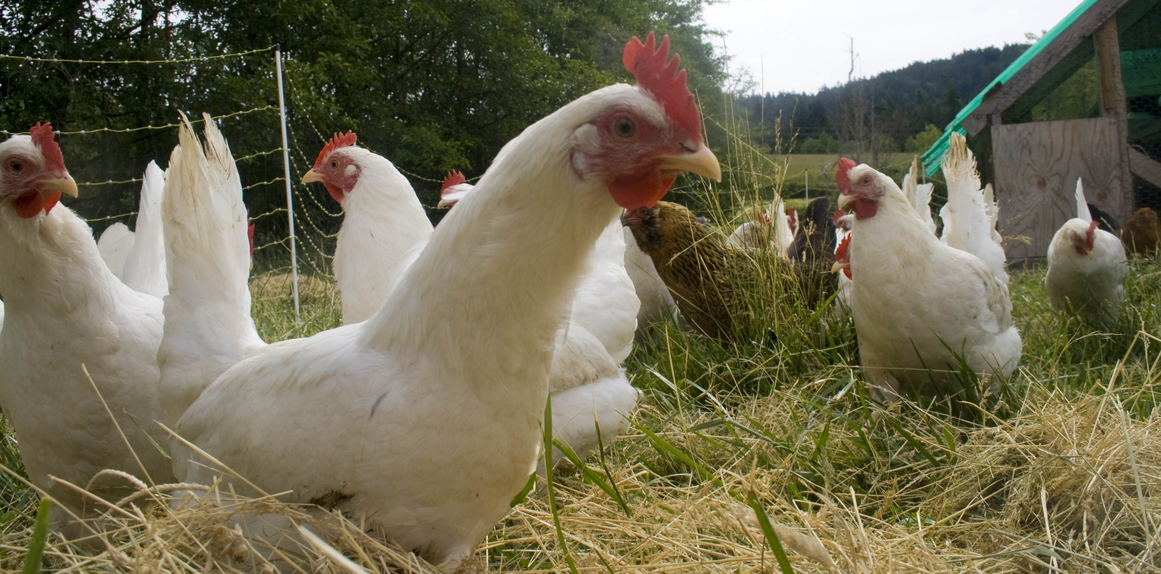 wstchickens