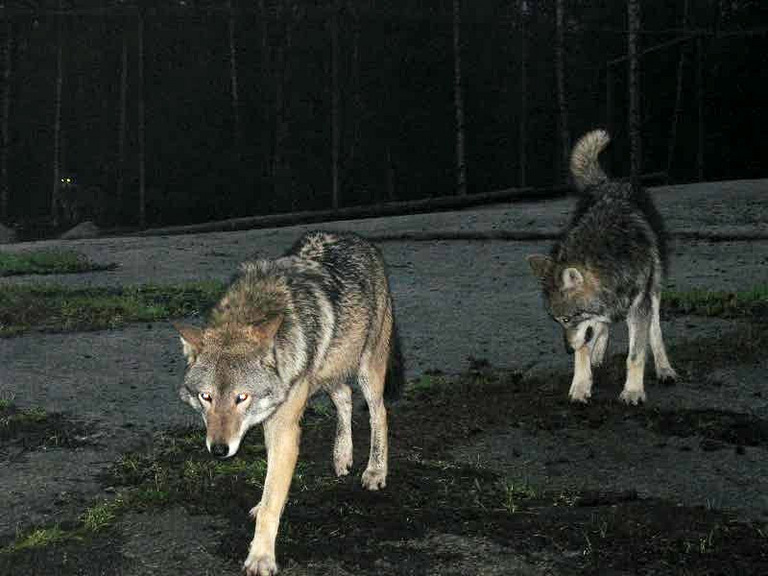 WSTWolves